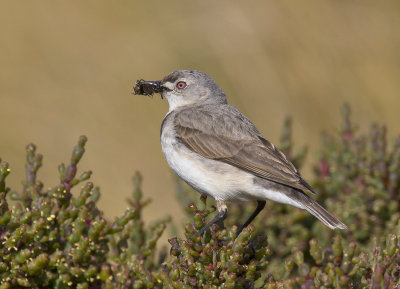 White-fronted Chat (female)