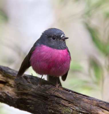 Pink Robin