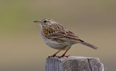 Australasian Pipit