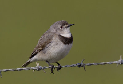 White-fronted Chat  (female)