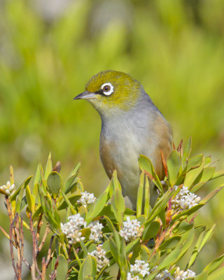 Silvereye