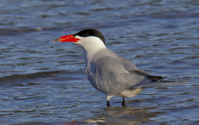 Caspian Tern