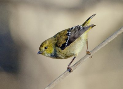 Forty-spotted Pardalote (threatened species)