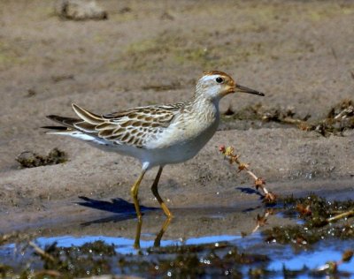 Sharp-tailed Sandpiper