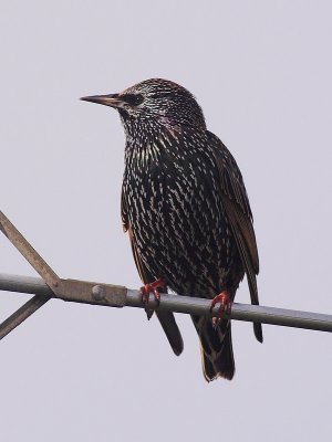 Common Starling