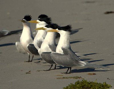 Crested Tern (breeding plumage)