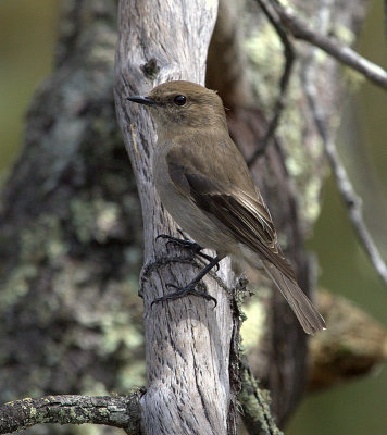 Dusky Robin