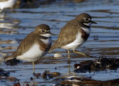 Double-banded Plover (attaining breeding plumage)