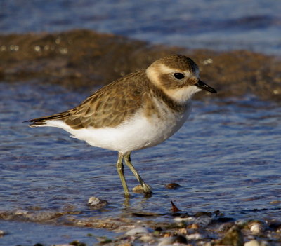 Double-banded Plover