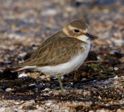 Double-banded Plover