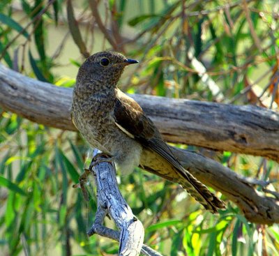 Fan-tailed Cuckoo (juvenile)