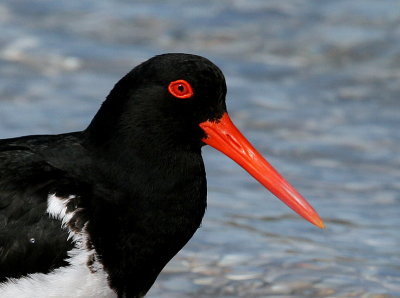 Pied Oystercatcher