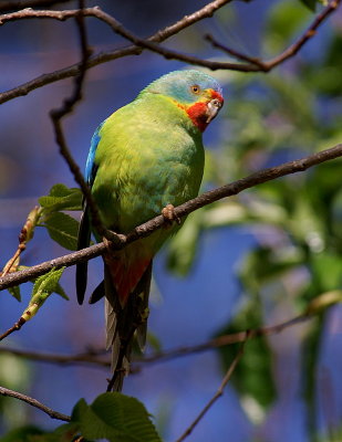 Swift Parrot (threatened species)