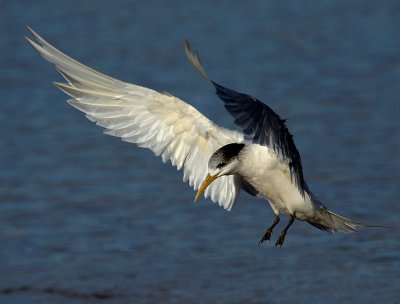 Crested Tern