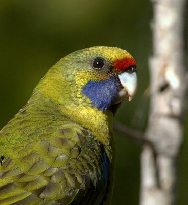 Green Rosella