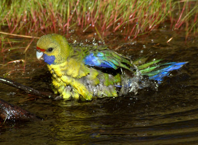 Green Rosella