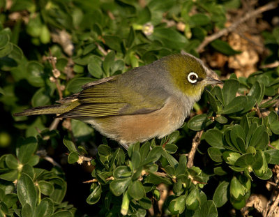 Silvereye