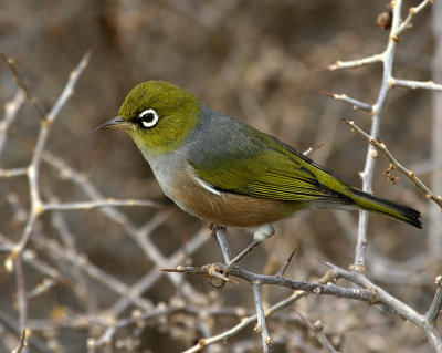 Silvereye