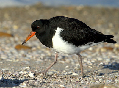 Pied Oystercatcher (just fledged)
