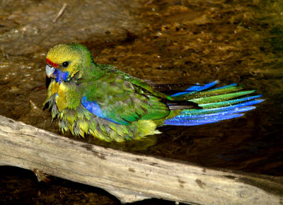 Green Rosella