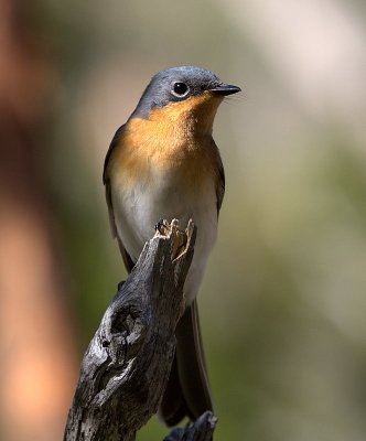 Satin Flycatcher (female)