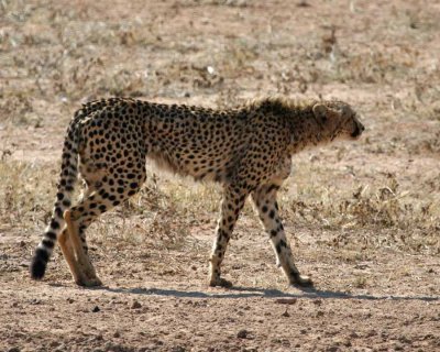 Cheetah stalking kill
