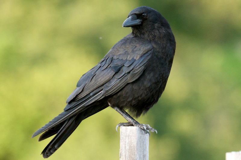 American Crow, New Brunswick.jpg