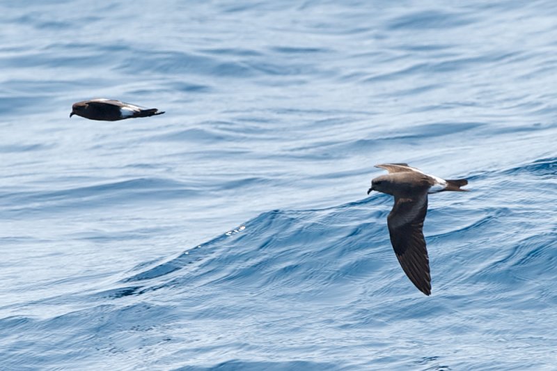 Leachs Storm-Petrel and Wilsons Storm-Petrel