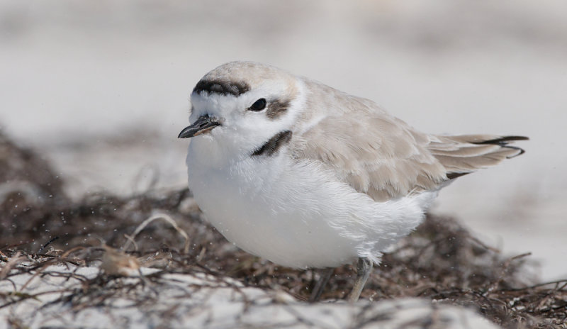 Snowy Plover on a windy day