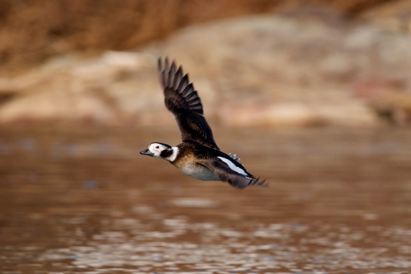 Long-Tailed Duck female in flight 2