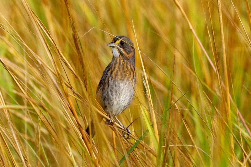 Seaside Sparrow