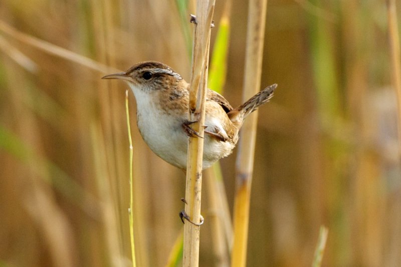 Marsh Wren