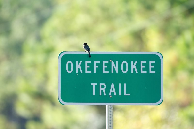 Okefenokee Trail with Eastern Phoebe