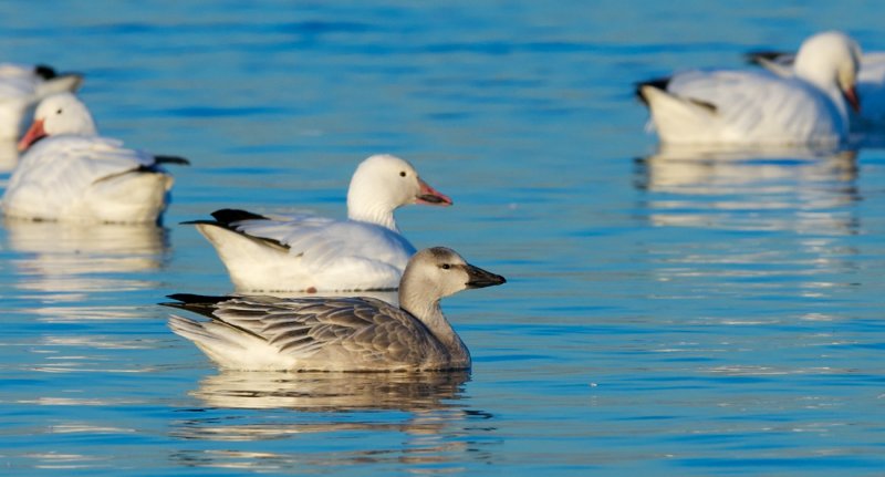 Snow Goose light-morph juvenile