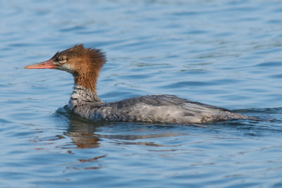 Common Merganser, Lake Champlain, Shelburne VT.jpg