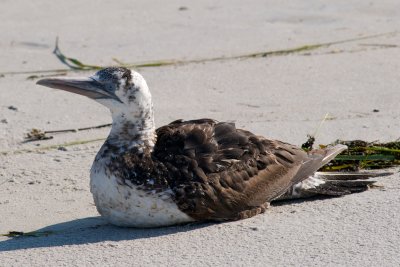 stranded Northern Gannet, Crane's Beach, Ipswich, MA.jpg