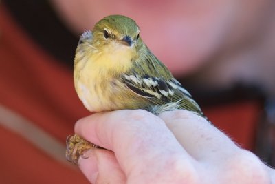 10-Sep-08 Blackpoll Warbler, Parker NWR.jpg