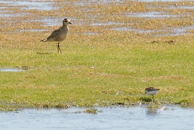 10-Sep-08 American Golden-Plover and Semipalmated Sandpiper.jpg