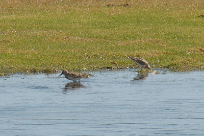 10-Sep-08 White-Rumped Sandpiper and Sempalmated Sandpiper.jpg