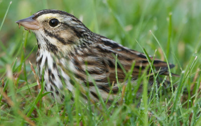 Savannah Sparrow, Conomo Point, Essex, MA.jpg