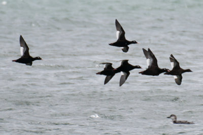 29-Oct-08 White-Winged Scoters in flight off Plum Island.jpg