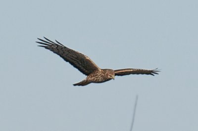 3-Dec-08 Northern Harrier.jpg