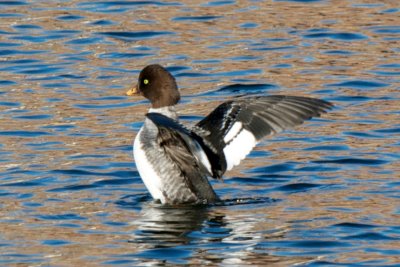 Barrow's Goldeneye stretching wings, Fort Point Channel, Boston.jpg