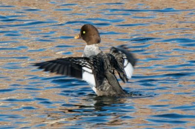 Barrow's Goldeneye stretching wings, Fort Point Channel, Boston.jpg
