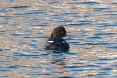 Barrow's Goldeneye female, Fort Point Channel, Boston.jpg