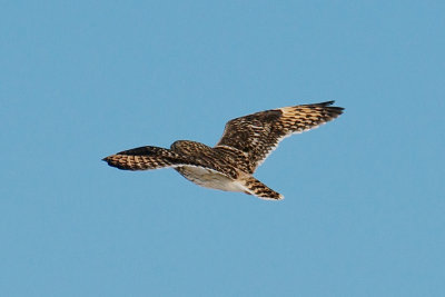 14-Jan-09 Short-Eared Owl 1.jpg