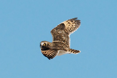 14-Jan-09 Short-Eared Owl 2.jpg