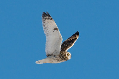 14-Jan-09 Short-Eared Owl 6.jpg