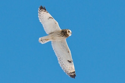 Wednesday Morning Birding, Joppa Flats Audubon Ctr