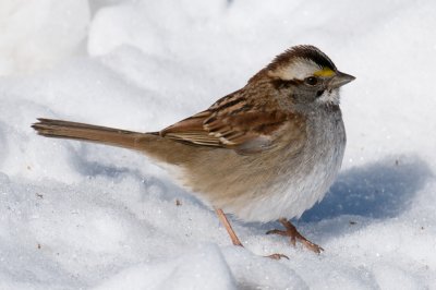 14-Jan-09 White-Throated Sparrow.jpg